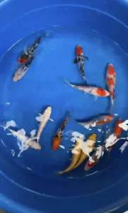 JAPAN KOI LOCAL BREED 4/5” SUPER HIGH GRADE  13pcs RAMADHAN SALES COMBO at RM1288 only + FREE SHIPPING (