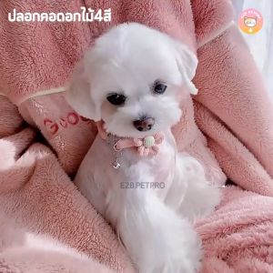 ปลอกคอแมว กำมะหยี่นิ่ม 4สี งานแฮนด์เมด พร้อมกระดิ่งเงิน สำหรับแมว สุนัขเล็ก ราคาพิเศษ