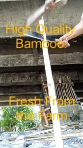 Bamboo Sticks for Plant Support (Kawayan Tinik - Durable) - 2ft 3ft 4ft 5ft