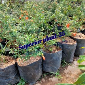 BIBIT DELIMA MERAH KONDISI SUDAH BERBUNGA / BERBUAH