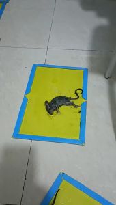 Super strong sticky mouse sticker mouse artifact super household efficient thickened magic sticker cockroach mouse insect cardboard粘鼠贴