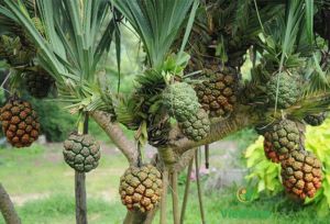Cây dứa dại đa công dụng (cây giống có rễ)