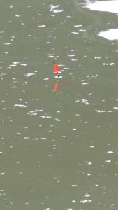 Essen Ikan Mas Oplosan Pisbon Nangka Paling Ampuh Isi 30ml Target Rame / Babon Indukan Untuk Lomba Galapung Dan Kilogebrus. Bagus Untuk Semua Jenis Umpan