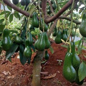 Bibit alpukat kelud super batang kokoh