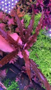 [Aquatic Plant] Cryptocoryne Albida Brown Rare Plants Crypt Low Tech No CO2 Aquarium Aquascaping