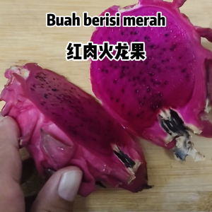 Ready Stock Red Dragon Fruit Seedling Four Seasons Plant Nutritious Fruit Tree