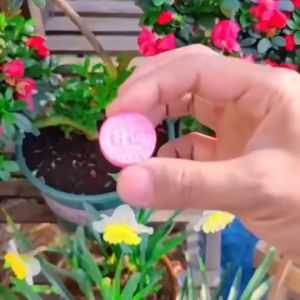 Plant Fertilizer Plant Growth Booster Slow-release Phytonutrients for Healthy Growth Fruits Vegetables 植物营养液 植物营养棒