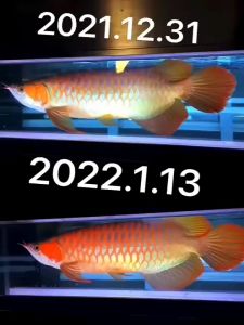 Mayin 13000K Taining Light 100%正品马印13000K龙鱼专用发色灯