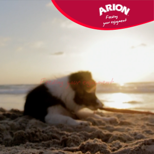 Arion Original Growth Chicken Medium Breed Puppy Dry Dog Food (2KG)