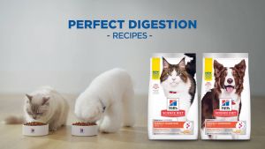 Adult Perfect Digestion Salmon Brown Rice and Whole Oats Recipe Dry Cat Food 1.58kg