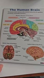16Pcs/set Human Anatomy Poster Human Organs Brain Liver Heart Anatomy Poster Medical Classroom Office Room Home Aesthetic Decor