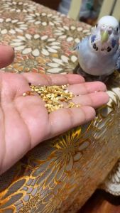1kg Canary Mix Bird Food Seeds All Stages Bird Food The Blur Pet Shop