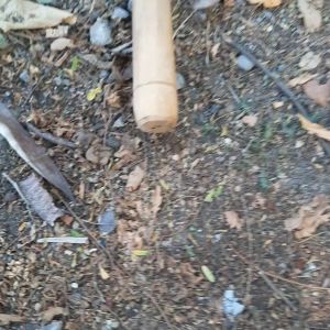 Arit Ammar Putih Bahan Baja Per ASLI dan Batu Ungkal