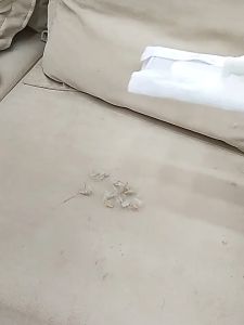 ไม้ถูพื้น ใช้แล้วทิ้ง ไม้ม๊อบ กระดาษเปียก กระดาษแห้ง lazy mop ไม้ม็อบดันฝุ่น ผ้าถูพื้นแบบเปียก แบบเเห้ง ผ้ารีฟิลถูพื้น  เหมาะสำหรับครอบครัวที่มีสัตว์เลี้ยง