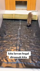 Lem Tikus Gajah Ampuh