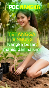 POC NANGKA – Pupuk Nangka Cepat Berbuah & Super Lebat Cocok untuk Nangka Madu dan Buah Besar