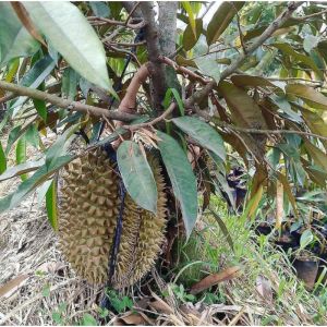 Bibit durian montong super jumbo Bisa di tanam di pot(tambulapot)