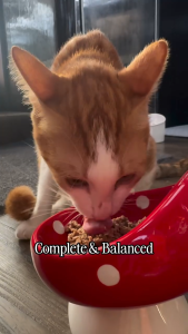 [Bundle of 12/24] Nutripe Pure with Green Tripe Cat Gum Free Wet Food 95g 7 Flavors Available