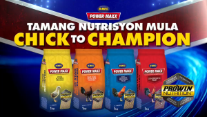 B-MEG POWERMAXX - STAG DEVELOPER TRANSITION PELLET - BUNDLE OF 3 - Optimum Fighting Cock Sports Nutrition (FOR AGE 4-7 MONTHS)