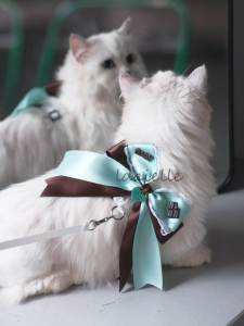 Mint Wave Green Brown Sweet Retro Butterfly Knot Cat Small Dog Leash Anti-Escape Walks Pet Accessories Collar for Outdoor Use