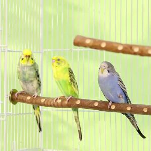Natural Wood Bird Parakeet Stand Branch Fork Perch Rod Stand Paw Grinding Stick Bird Cage Accessories for Pet Budgies Cockatiels