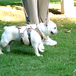 Dog Harness Vest Adjustable Puppy Chest Strap Reflective Safety Lead Strap for Small Large Dog Bulldog Chihuahua Accessories