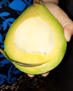 Bibit Alpukat Mentega Super Unggul / Cepat Berbuah