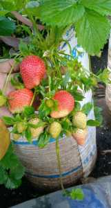 5 bibit strawberry mencir jumbo dataran rendah
