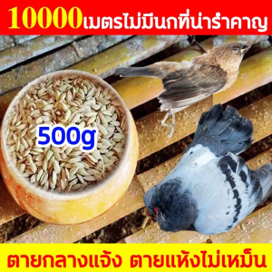 สูตรใหม่!! ยาฆ่านกพิราบ เหยื่อกำจัดนกพิราบ 500g นกกระจิบ และนกต่างๆ และไก่ เหยื่อกำจัดนก ทำลายอวัยวะภายในตายใน 1วัน ชนิดไม่ต้องผสมอาหาร ยาเบื่อนกพิราบ แลนเนท ยาเบื่อนก แห้งเร็วและไม่มีกลิ่น กินง่ายตายไว เห็นผลชัวร์100% ไล่นกพิราบถาวร