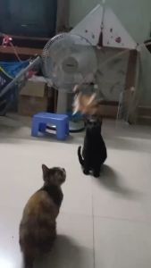 Cần câu Mèo que trêu Mèo gắn lông vũ và các con vật (mẫu mới) - Hara Pet Store