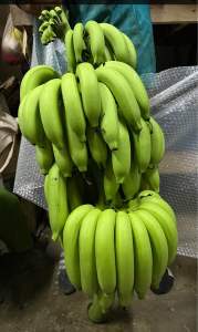 กล้วยหอมทอง ทำพิธีงานมงคล  แก้บน ไหว้เสริมดวง ไหว้แล้ว เฮง 1 เครือ /กล่อง