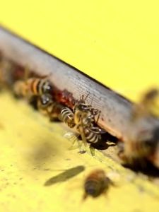 💗🙋‍♀️💗增强免疫力蜂胶软胶囊360粒可搭配调节血糖原装纯蜂胶强身体产品