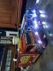BOMZ MINIATUR STORE