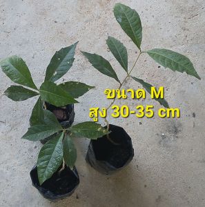 ต้นพวงครามออสเตรเลีย พวงครามสีม่วง มี 2 ขนาด เลือกขนาดได้