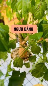 Ngưu báng 1kg rễ ngưu bàng dùng nấu canh dưỡng sinh bồi bổ sức khỏe phòng ngừa ung thư