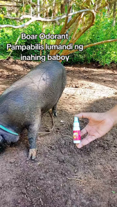 [BEST SELLER] BOAR ODORANT SPRAY 20ML Estrus Inducer for Gilts & Sows | AI Heat Detection for Pig Farming