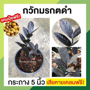กวักมรกตดํา (แถมปุ๋ยฟรี) รับประกันเสียหายเคลมฟรี! กวักมรกตใบดํา ต้นไม้ฟอกอากาศ ต้นไม้มงคล เสริมโชคลาภ ต้นไม้ประดับบ้าน