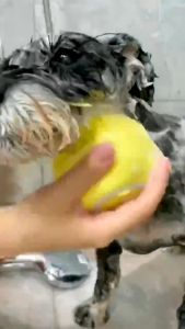 BOB PET Pet Bath Brush: A Durable Pet Grooming Tool and Comfortable Bath Accessory