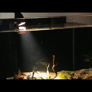 3 สี โคมไฟตู้ปลา LED ไฟเลี้ยงตู้ปลา ซูมได้ กันน้ํา สําหรับตกแต่งตู้ปลา การหมุน 360° การหรี่แสง