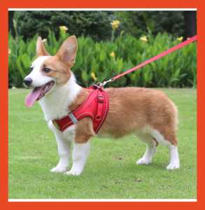 [Stock Ready] Small Medium Velcro pet puppy adjustable harness reflective walking leash vest anjing kucing 狗狗牵引绳 宠物胸背带 猫