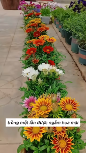 Hạt Giống Hoa Cúc Huân Chương Nhiều Màu KS - Gói 50 hạt