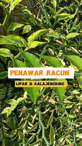 Tanaman Zig Zag Patah Tulang / Tanaman Patah Tulang Hijau Herbal Alami