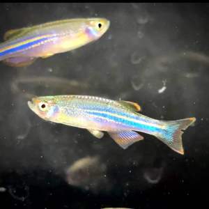 ZEBRA KILAT PEARL DANIO DANIO FISH ALBOLINEATUS闪电斑马鱼 热带鱼 观赏鱼
