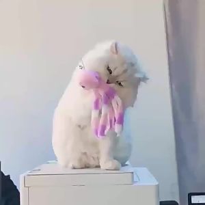 Soft Plush Octopus Cat Toy Interactive Chewing Toys For Indoor Cats Kitten Play Bite Resistant Catnip Dental Care Pet Supplies