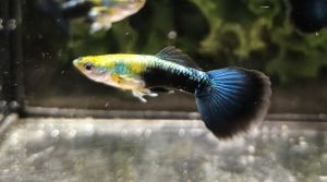 นีออน (Neon) ปลๅหางนกยูงสีสวย