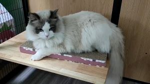 ที่ลับเล็บ ของเล่นแมว ที่นอนลับเล็บแมว ที่ฝนเล็บแมว กระดาษลูกฟูก เป็นมิตรต่อสิ่งเเวดล้อม แถม แคทนิป ให้น้องแมวฟินๆ แมวเหมียวชอบๆ ราคาโรงงาน