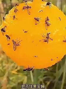 5/10/15 Piece Fruit Fly Sticky Ball Trap Fly Trap Insect Mosquito and Fly Trap Indoor and Outdoor Insect Catcher