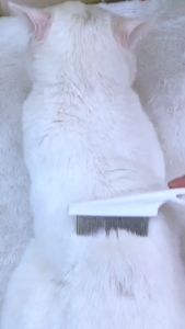 LUMIPET Natural Scabies Spray Obat Jamur Kucing dan Anjing Mengatasi Jamur Infeksi Kulit dan Gatal Secara Alami