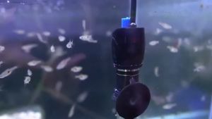 HEATER STAINLESS NIKITA STAR 100 Watt - Pemanas Suhu Air Aquarium 100W