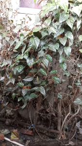 Daun Sirih Merah Segar 250 gram / Daun Sereuh Merah Segar 100 gram Herbal Alami